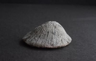 󥴤β Fossil Coral