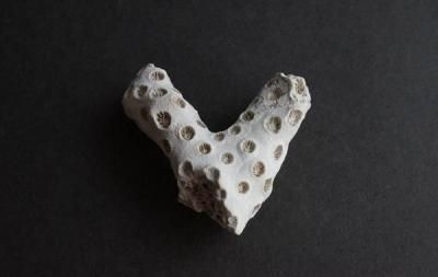 󥴤β Fossil Coral