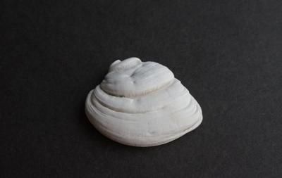 糭β Fossil Bivalvia