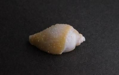 <img class='new_mark_img1' src='https://img.shop-pro.jp/img/new/icons5.gif' style='border:none;display:inline;margin:0px;padding:0px;width:auto;' />β Fossil Shell