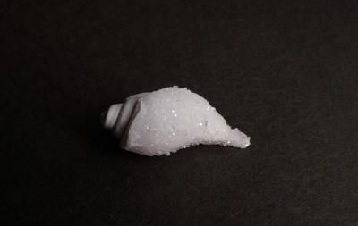 <img class='new_mark_img1' src='https://img.shop-pro.jp/img/new/icons5.gif' style='border:none;display:inline;margin:0px;padding:0px;width:auto;' />β Fossil Shell