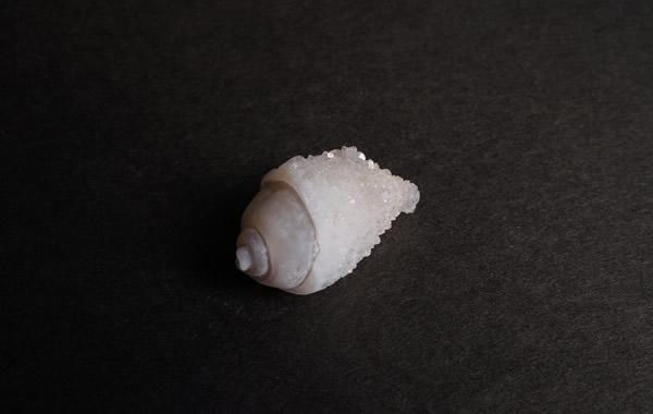 貝の化石 Fossil Shell - greenfloat