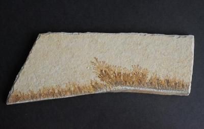 <img class='new_mark_img1' src='https://img.shop-pro.jp/img/new/icons5.gif' style='border:none;display:inline;margin:0px;padding:0px;width:auto;' />ǥɥ饤 Dendrite