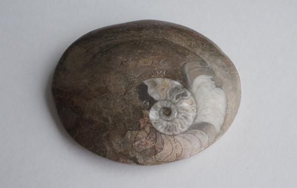 約4億年以上前‼️超希少✡️ゴニアタイト ゴニアタイト Goniatite - greenfloat