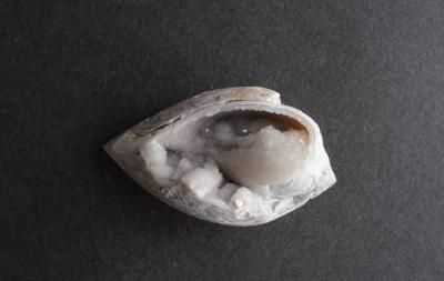 <img class='new_mark_img1' src='https://img.shop-pro.jp/img/new/icons5.gif' style='border:none;display:inline;margin:0px;padding:0px;width:auto;' />β Fossil Shell