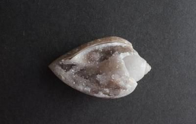 <img class='new_mark_img1' src='https://img.shop-pro.jp/img/new/icons5.gif' style='border:none;display:inline;margin:0px;padding:0px;width:auto;' />β Fossil Shell