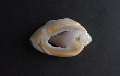 <img class='new_mark_img1' src='https://img.shop-pro.jp/img/new/icons5.gif' style='border:none;display:inline;margin:0px;padding:0px;width:auto;' />β Fossil Shell