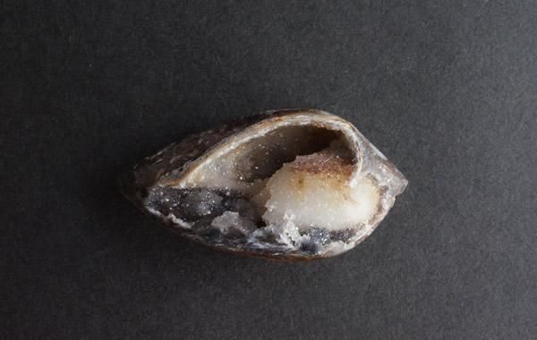 貝の化石 Fossil Shell - greenfloat