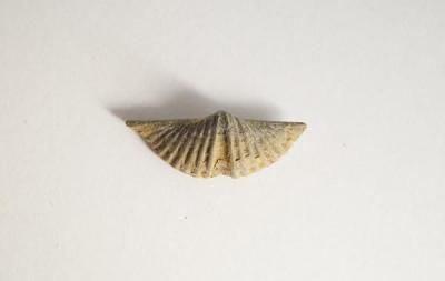 <img class='new_mark_img1' src='https://img.shop-pro.jp/img/new/icons5.gif' style='border:none;display:inline;margin:0px;padding:0px;width:auto;' />�֥饭���ݥå� Brachiopod