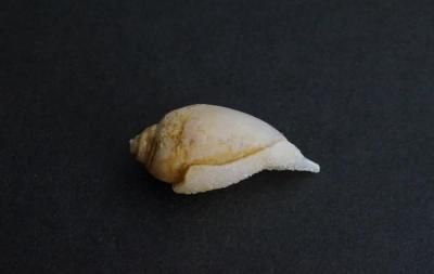 <img class='new_mark_img1' src='https://img.shop-pro.jp/img/new/icons5.gif' style='border:none;display:inline;margin:0px;padding:0px;width:auto;' />���β��� Fossil Shell
