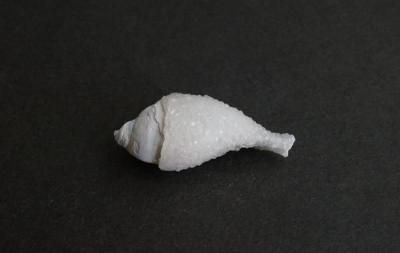 <img class='new_mark_img1' src='https://img.shop-pro.jp/img/new/icons5.gif' style='border:none;display:inline;margin:0px;padding:0px;width:auto;' />���β��� Fossil Shell