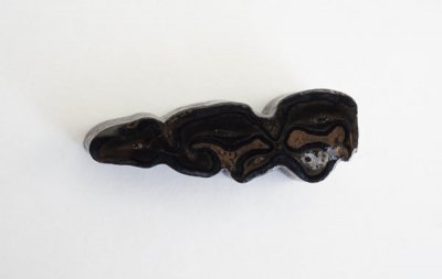 馬の歯の化石 Fossil Horse Tooth