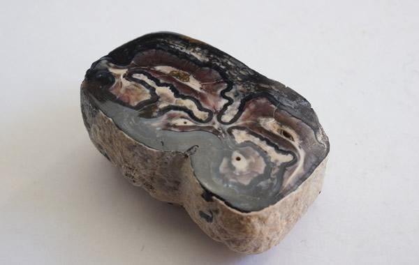 馬の歯　化石？　天然石 波状模様のクリーム色 馬の歯 化石？ 天然石 波状模様のクリーム色 紫粉鉱標の特徴