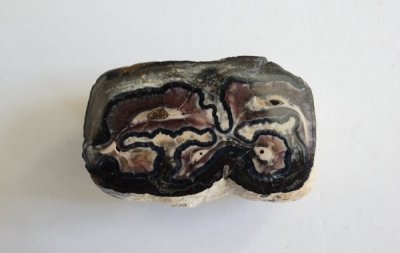 <img class='new_mark_img1' src='https://img.shop-pro.jp/img/new/icons49.gif' style='border:none;display:inline;margin:0px;padding:0px;width:auto;' />Ϥλβ Fossil Horse Tooth