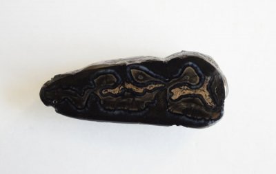 Ϥλβ Fossil Horse Tooth