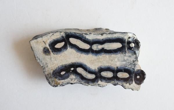 マンモスの歯の化石 Fossil Mammoth Tooth - greenfloat