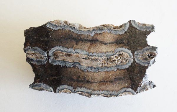 マンモスの歯の化石 Fossil Mammoth Tooth - greenfloat