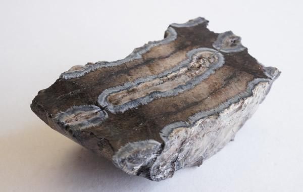 マンモスの歯の化石 Fossil Mammoth Tooth - greenfloat マンモスの歯の化石 Fossil Mammoth Tooth - greenfloat
