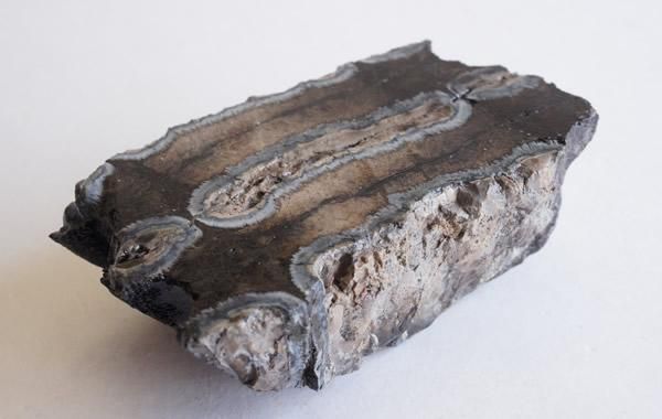 マンモスの歯の化石 Fossil Mammoth Tooth - greenfloat