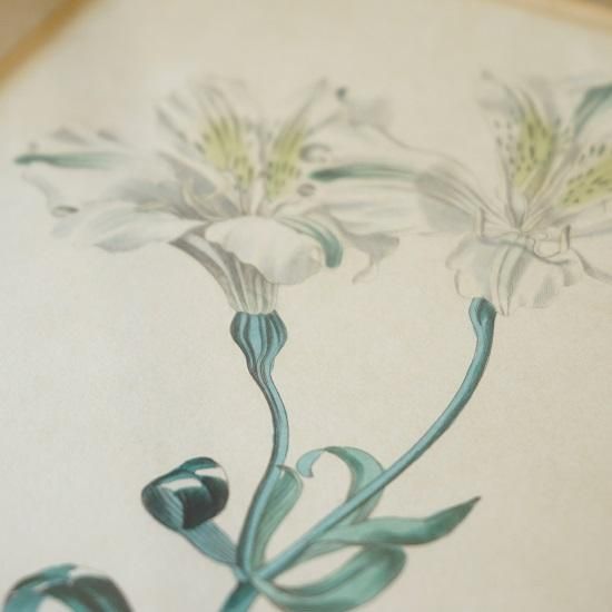 イギリス アンティーク ボタニカルイラスト 植物画 花 額装 31×25