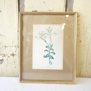 イギリス　アンティーク　ボタニカルイラスト　植物画　花　額装　３１×２５　D