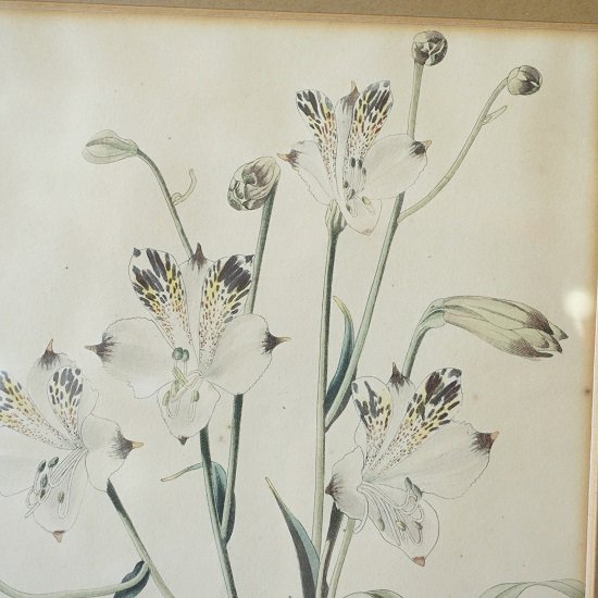 イギリス アンティーク ボタニカルイラスト 植物画 花 額装 ３１×２５ H - drop antiques ドロップアンティークス  アンティーク家具と雑貨