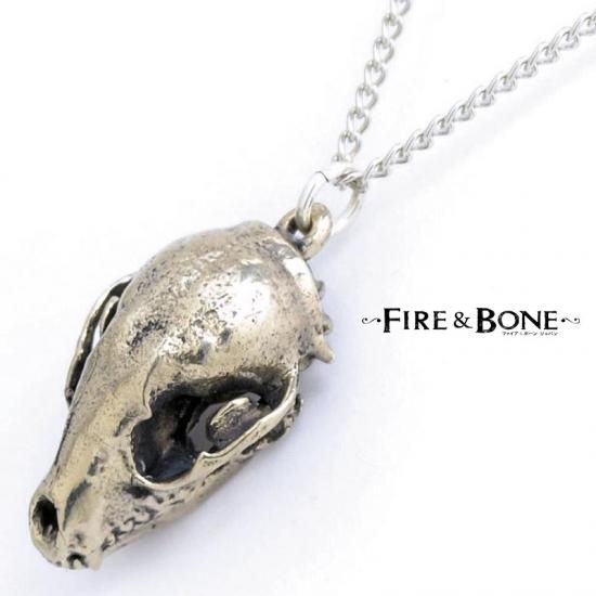 アメリカ産 アライグマ（ラクーン）頭骨 これって、アライグマの