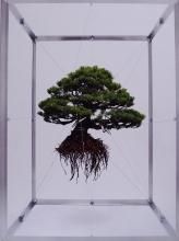 쿮 / Azuma Makoto / Shiki