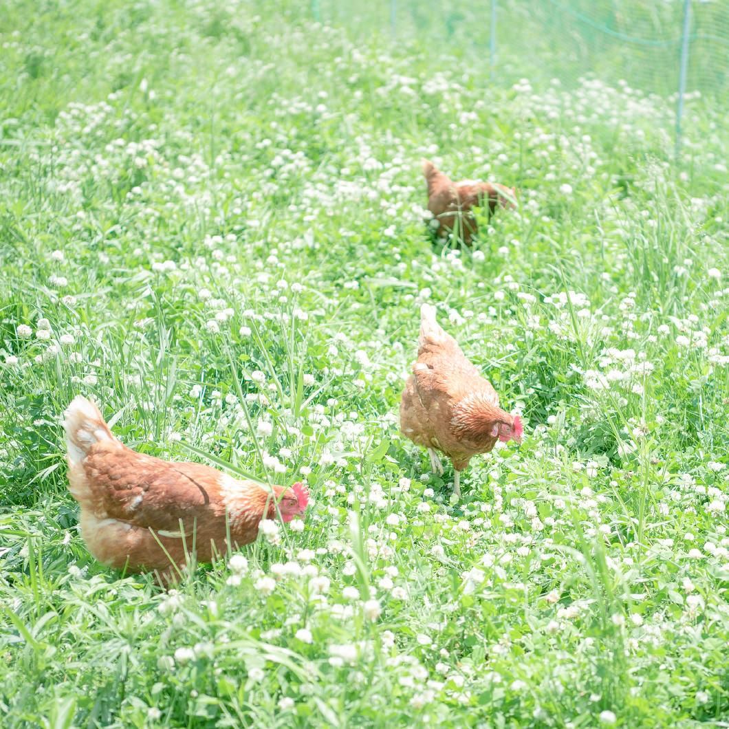 平飼い有精卵100個 - 平飼い養鶏 小林農園 オンラインショップ(10a.Inc)