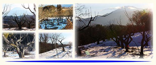 2016年1月中津川雪景色2