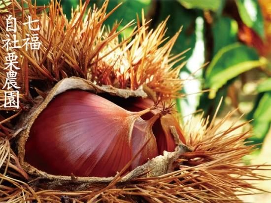 くるきんとん 栗きんとんをめしあがれ！ 全国区ではないけれど地元じゃ有名。 自社栗