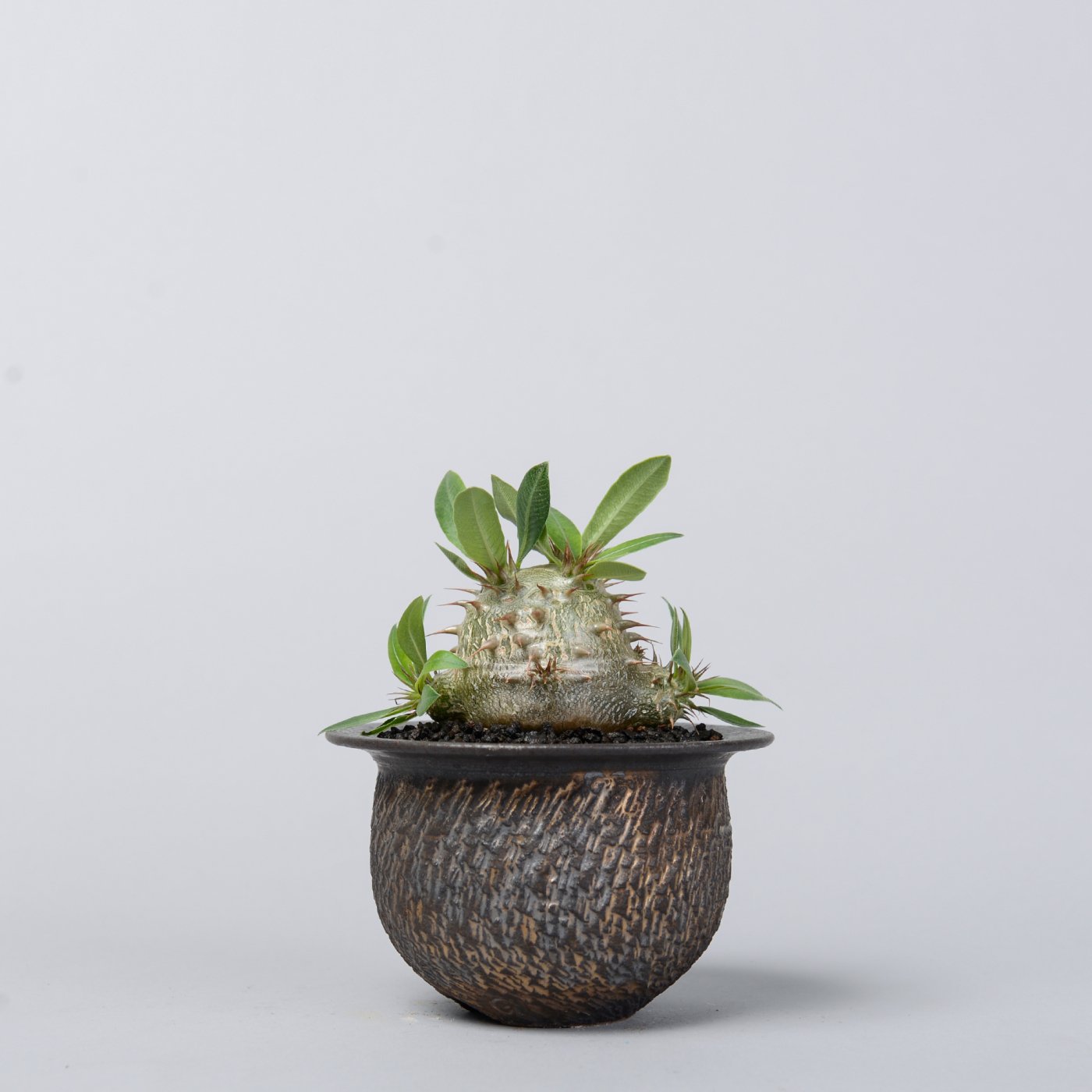 GOUJIN × BOTANIZE pot ゴウジン ボタナイズ 鉢 - 植物/観葉植物