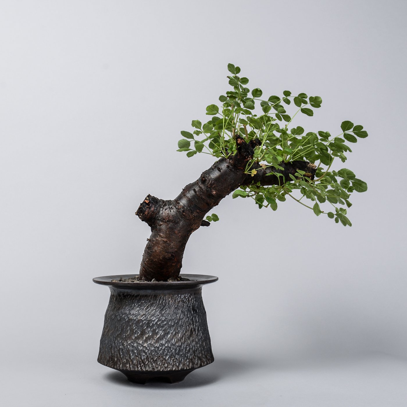 commiphora boranensis × “GOUJIN”POT - BOTANIZE