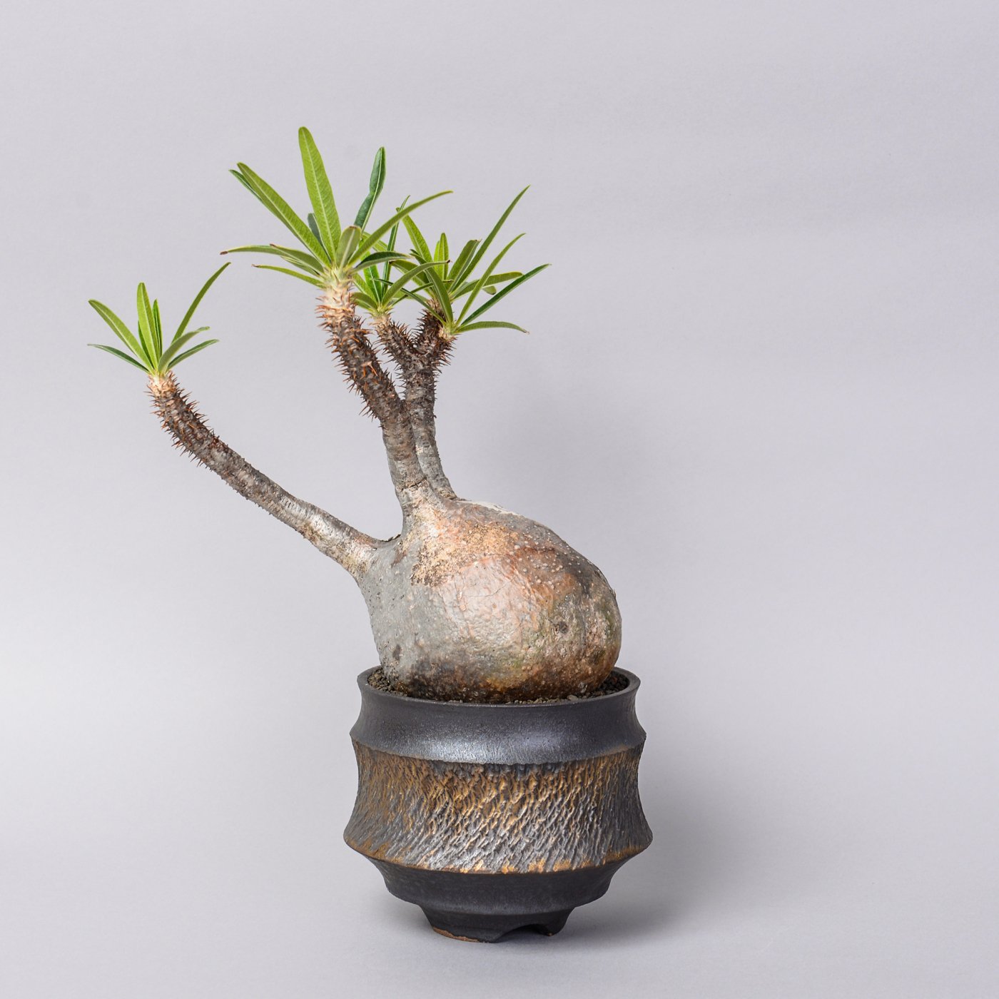 Pachypodium gracilius × “GOUJIN”POT - BOTANIZE