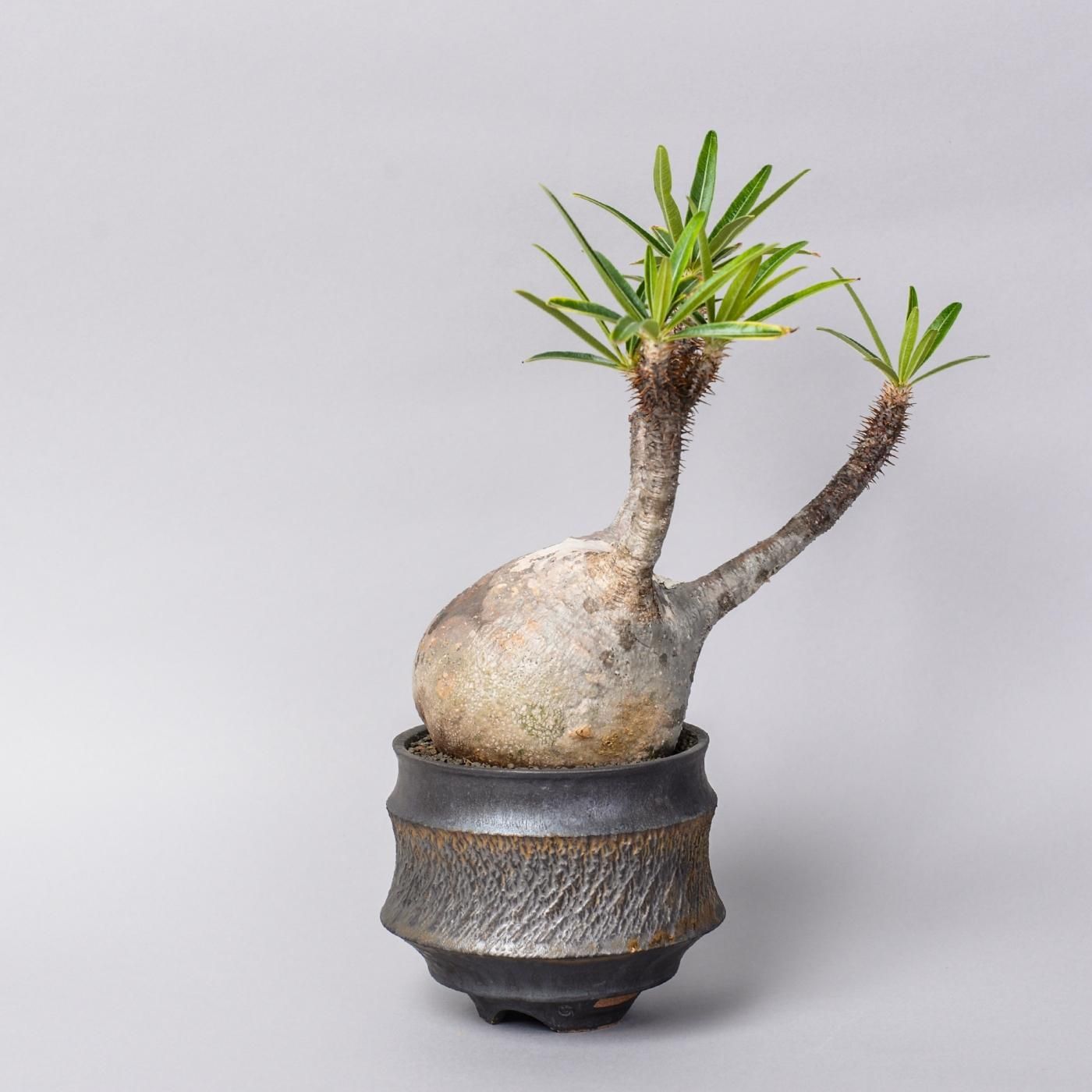 Pachypodium gracilius × “GOUJIN”POT - BOTANIZE