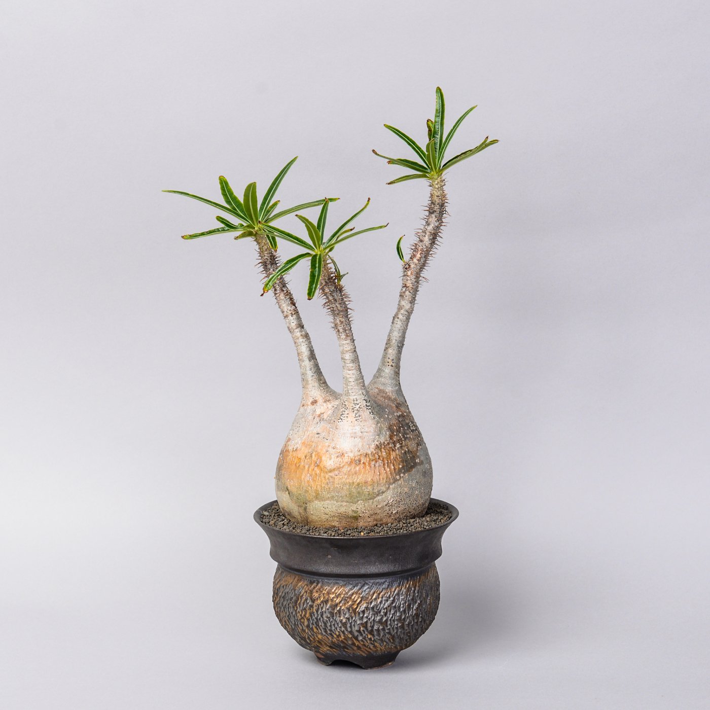 新商品発売中 botanize goujin SEN S size Low type □ 鉢 - 観葉植物