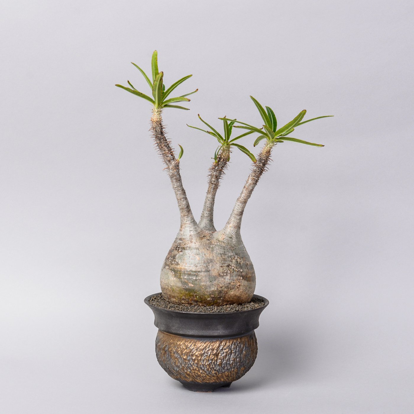 Pachypodium gracilius × “GOUJIN”POT - BOTANIZE