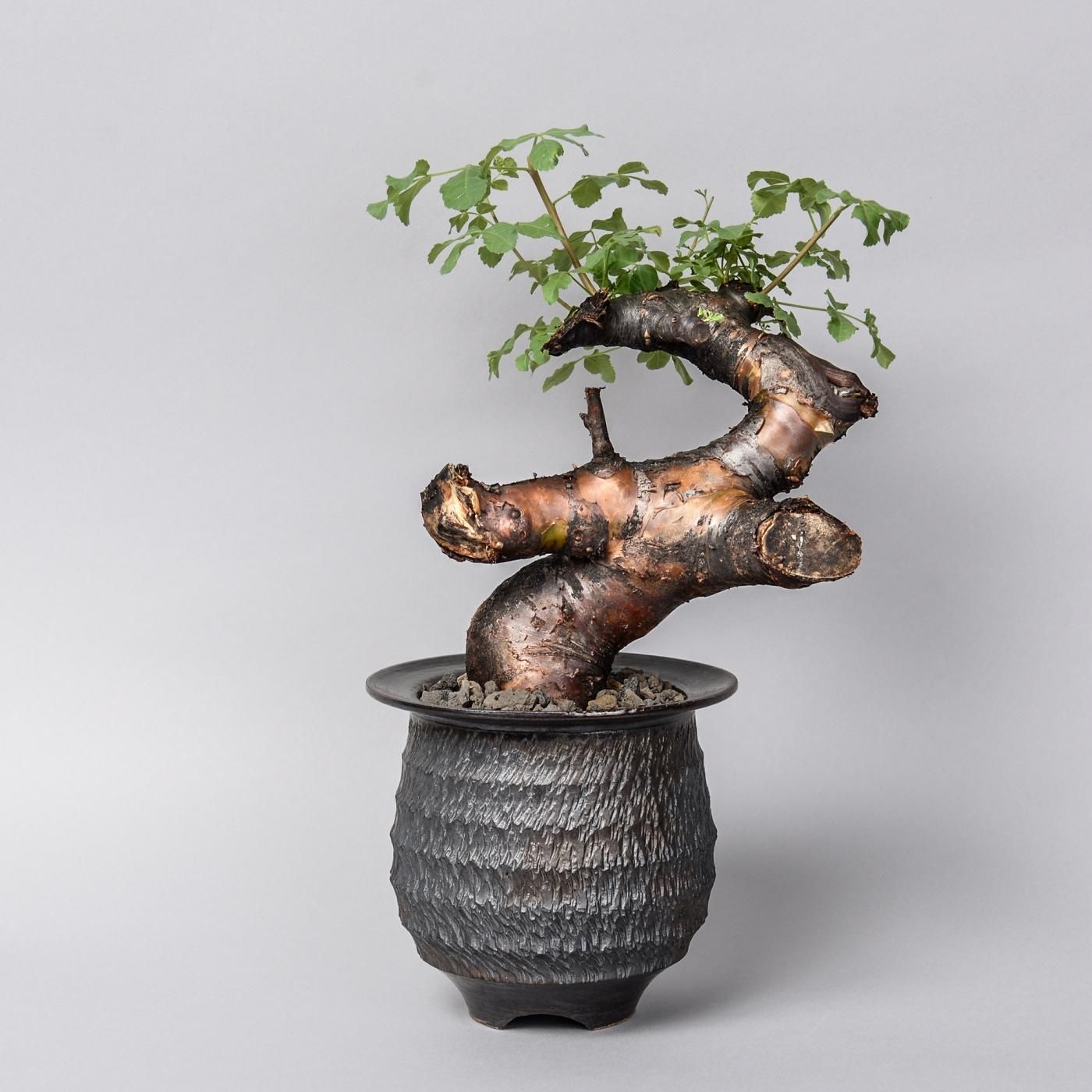 GOUJIN × BOTANIZE pot ゴウジン ボタナイズ 鉢 インテリア小物 植物