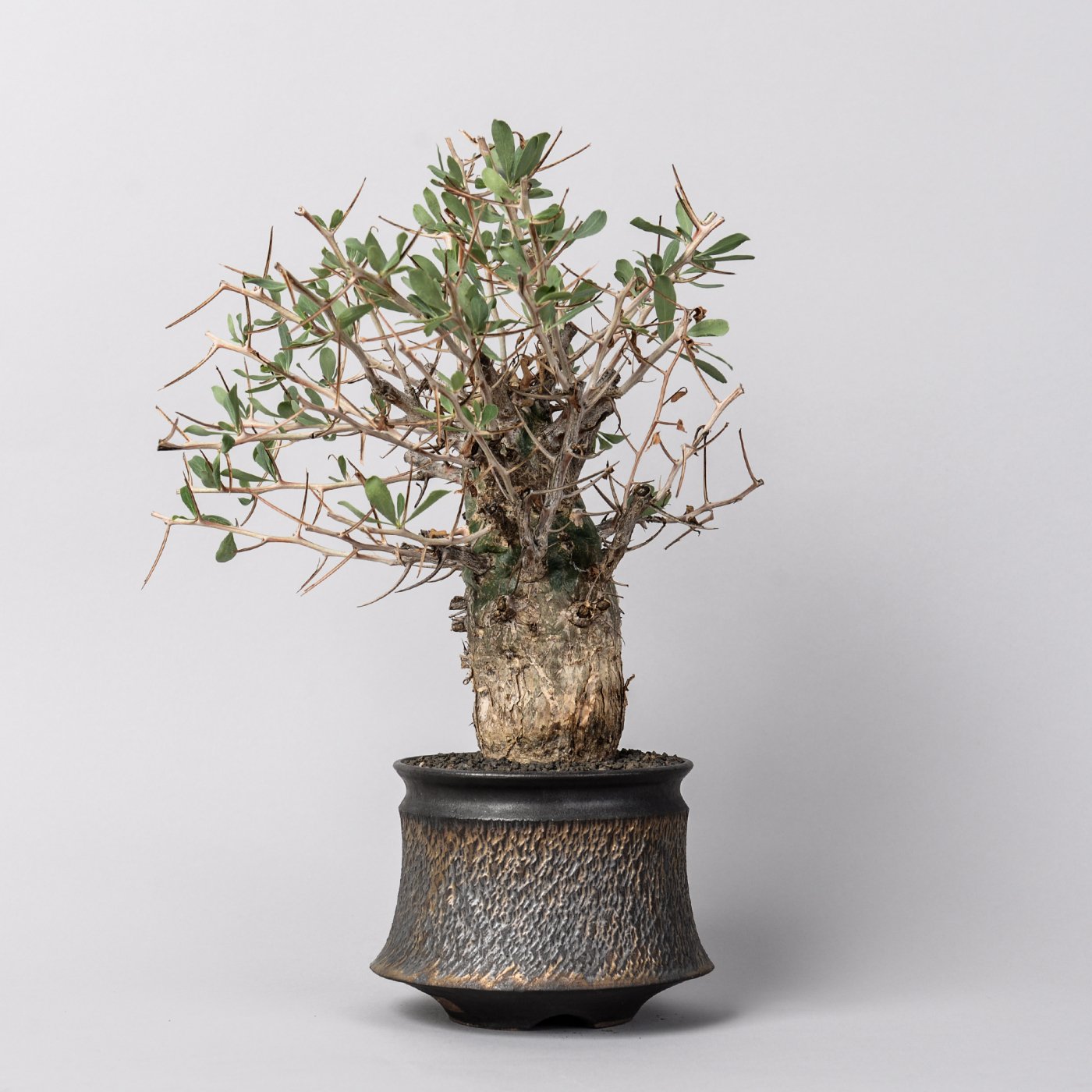 Fouquieria columnaris × “GOUJIN”POT