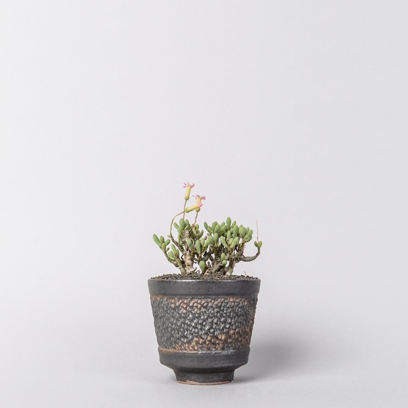 BOTANIZE × GOUJIN POT Mサイズ 新品未使用