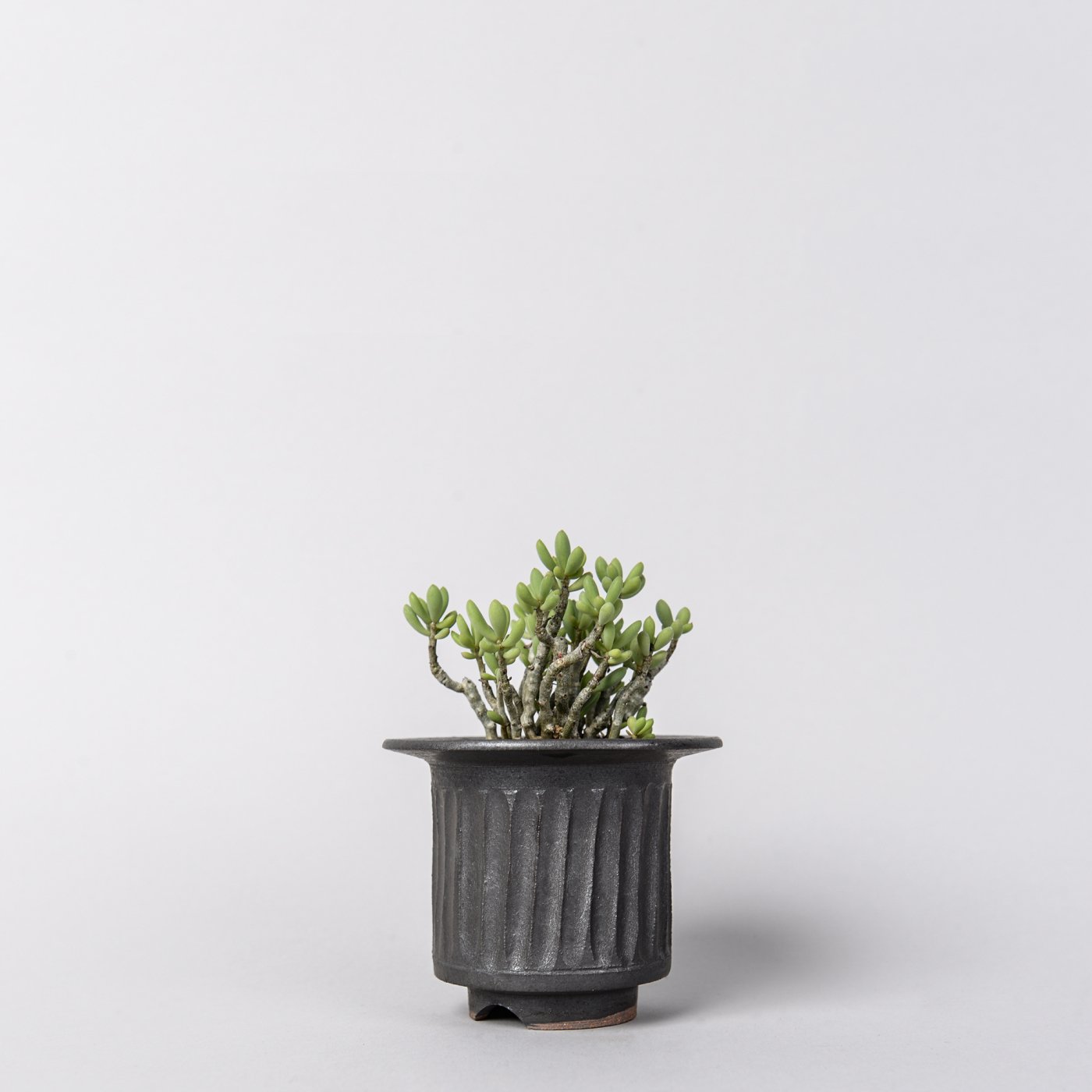 新作モデル goujin × BOTANIZE 植物鉢② 植物/観葉植物 - www.wakuda.co.uk