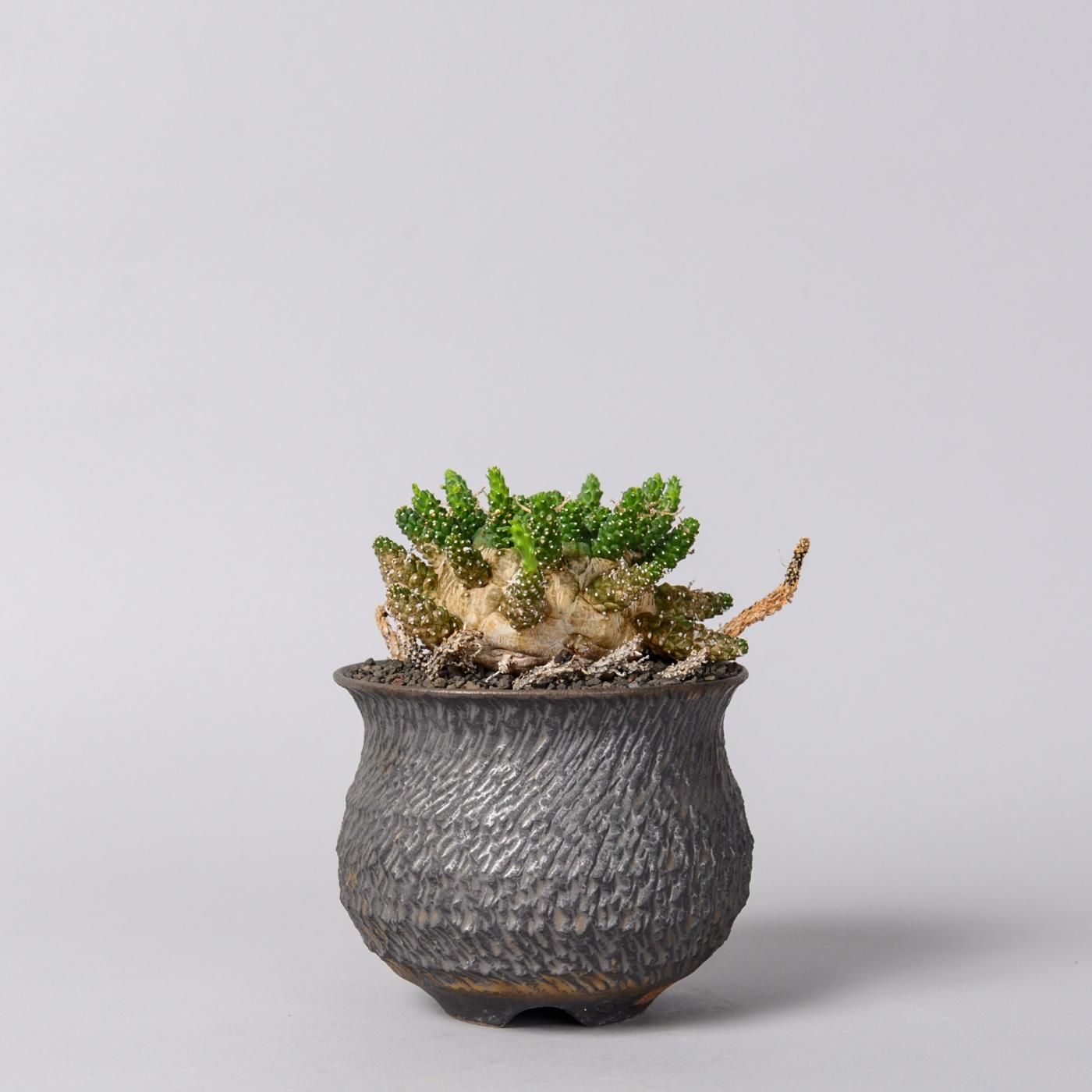 プチギフト botanize goujin pot 鉢 ボタナイズ ゴウジン | www