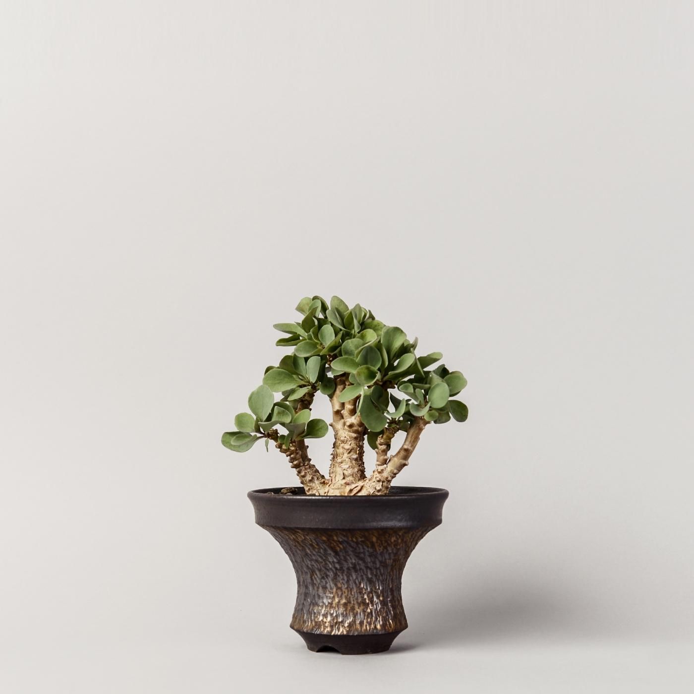 半額SALE／ GOUJIN AK LINE × BOTANIZE pot_C 鉢 goujin | www.artfive