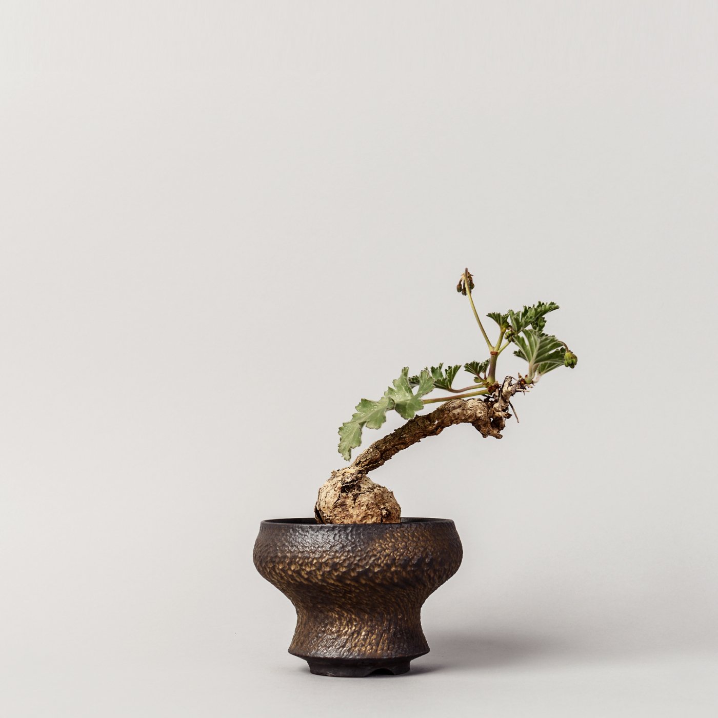 Pelargonium SP × “GOUJIN”POT - BOTANIZE
