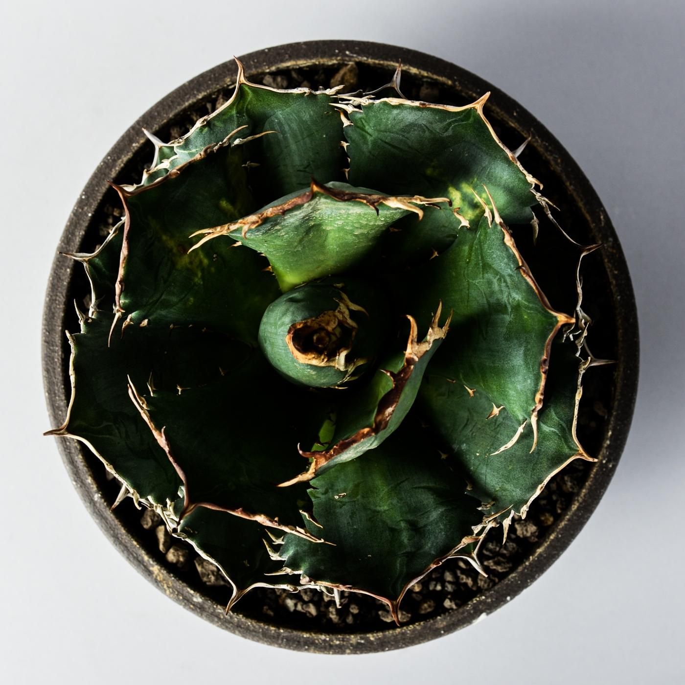 Agave titanota × “NO NAME” POT - BOTANIZE