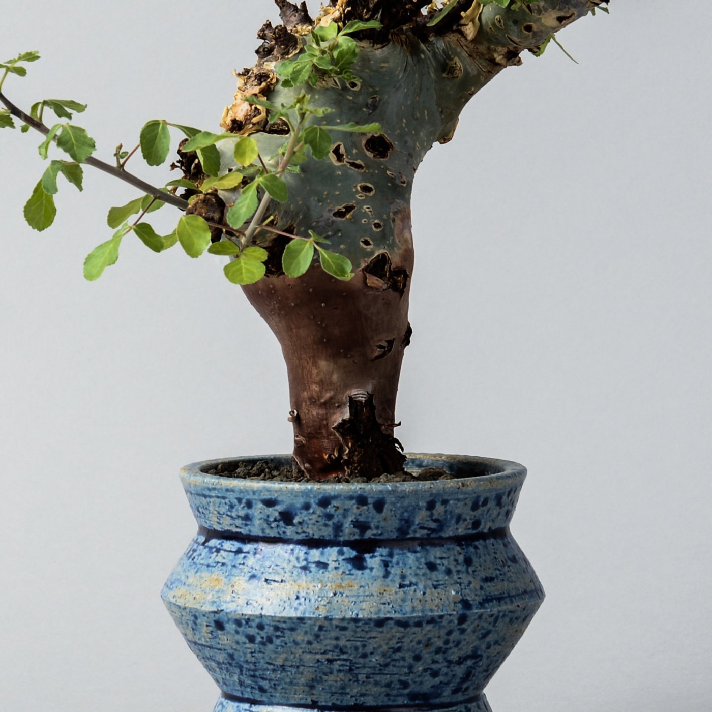 NO.1希少サボテンCommiphora planifrons - 観葉植物