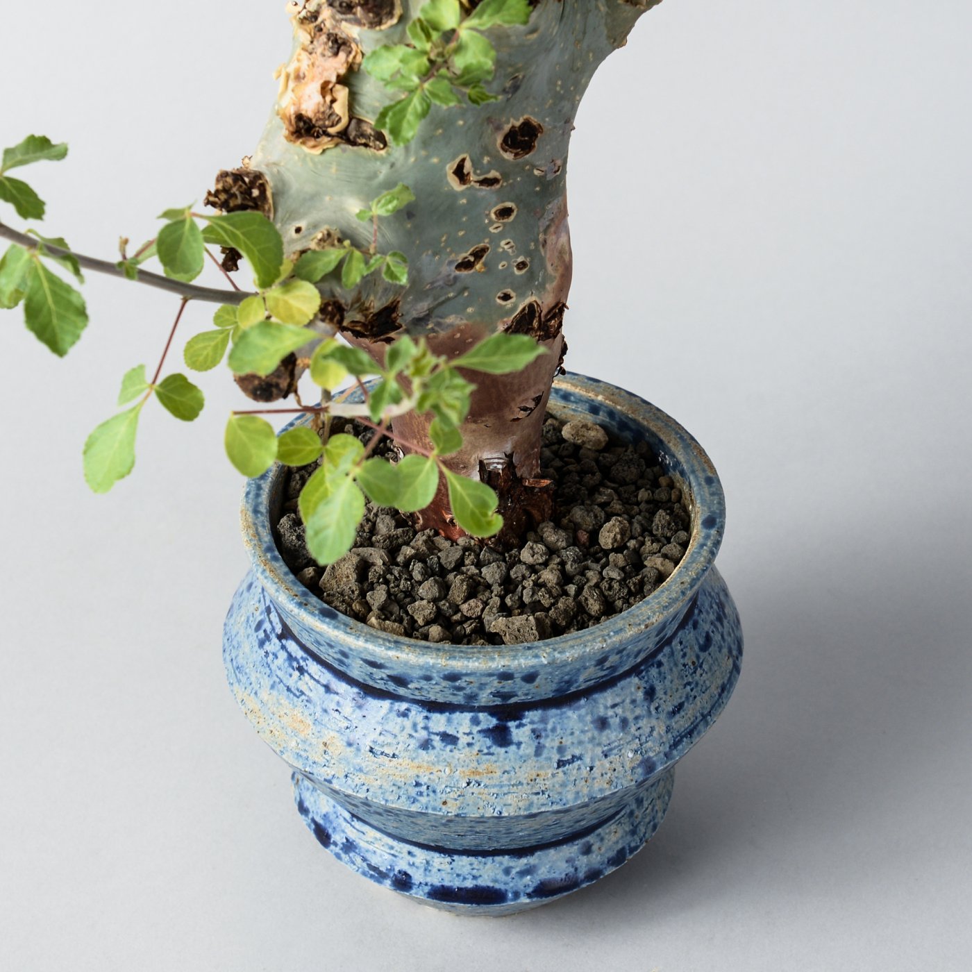 Commiphora kataf ver.turkanensis × “SHO-DO”POT - BOTANIZE