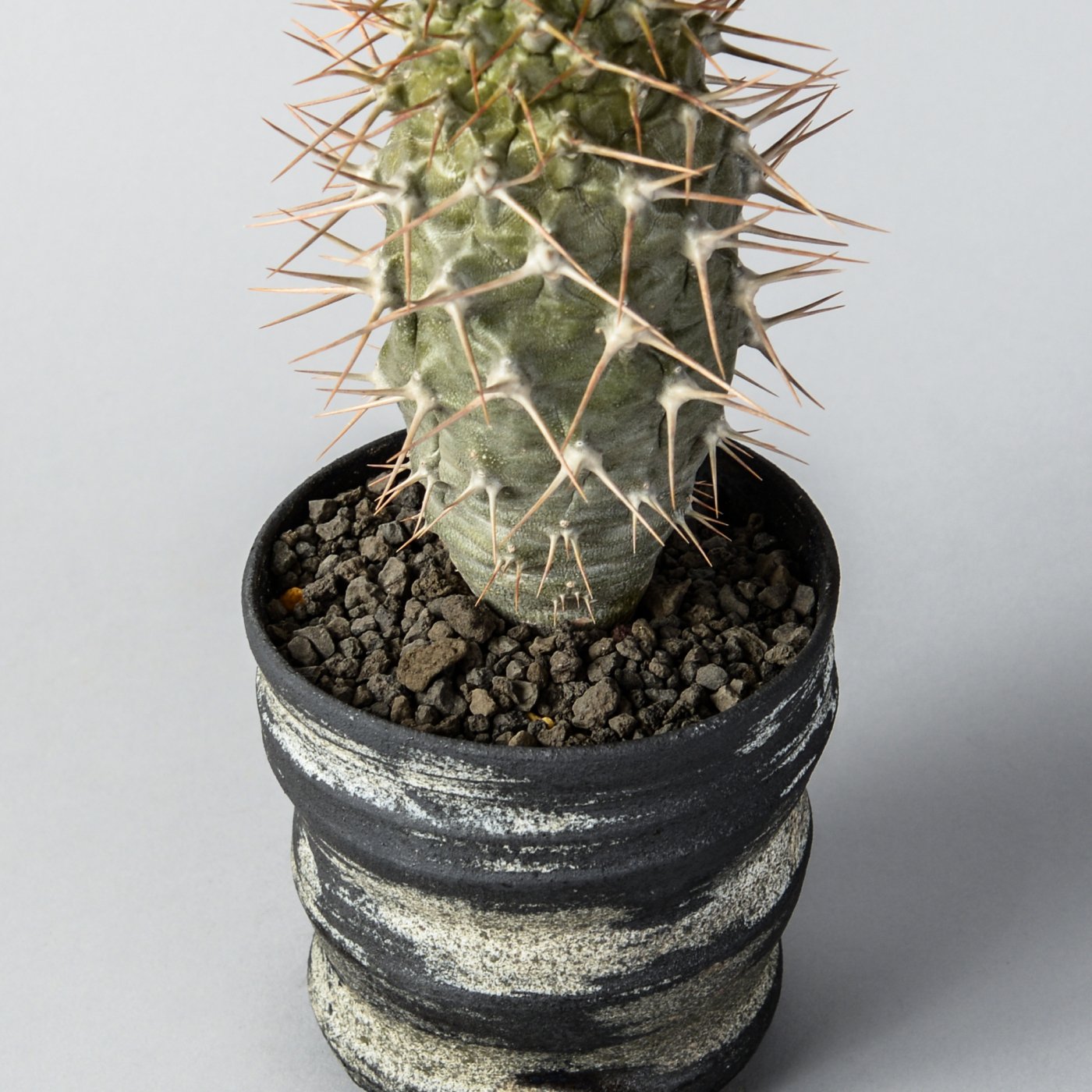 Pachypodium lamerei var.ramosum × “SHO-DO”POT - BOTANIZE