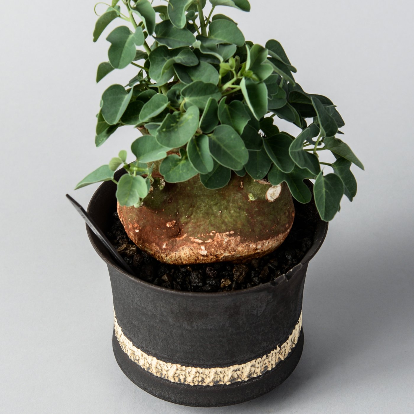 Adenia spinosa × “GOUJIN AK LINE”POT - BOTANIZE