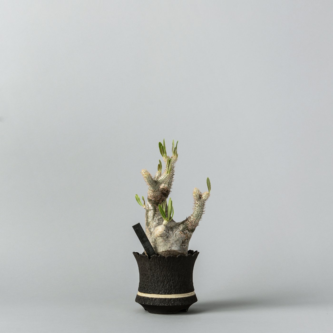 Pachypodium rosulatum var. inopinatum × “GOUJIN”POT
